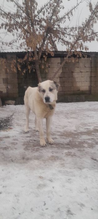 Қазахы Төбет ұрғашы ит