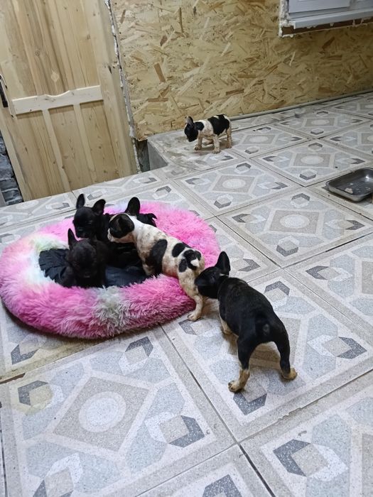 Французский бульдог