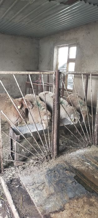 Продам тохты костраты жирные
