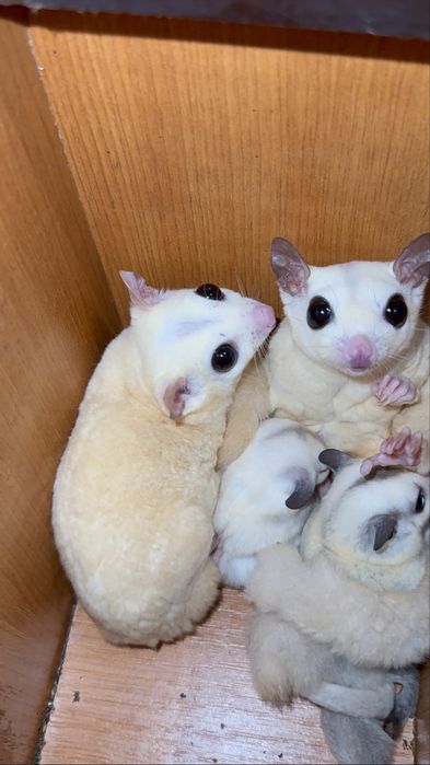 Sugar glider/ veveverita zburatoare puiuti