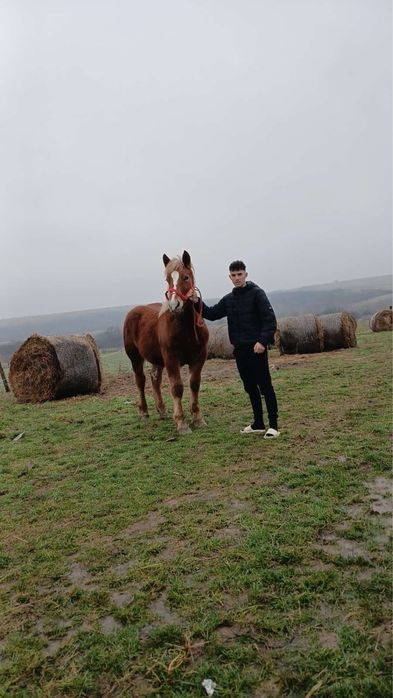Vând mânz de 9 luni pret 85negociabil