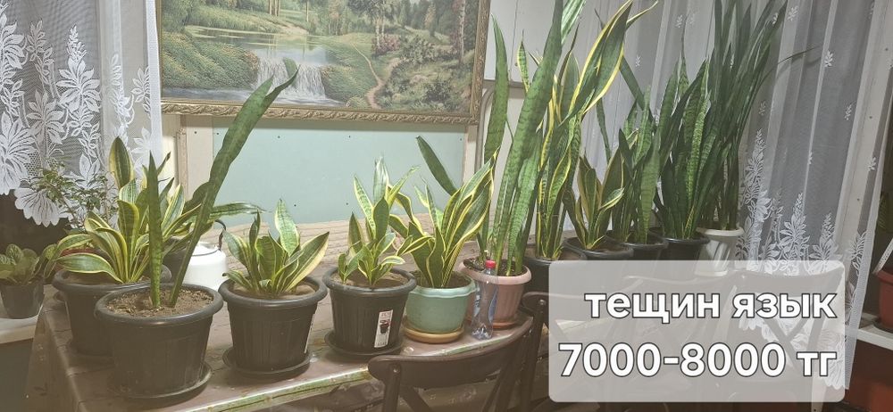 Продам комнатные растения