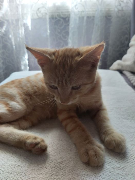 Кошки котёнок рыжий