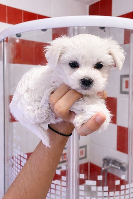 Bichon Maltez mini toy