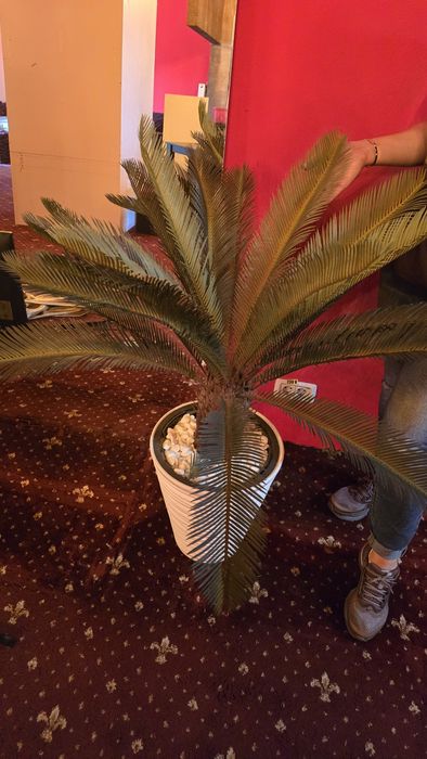 Palmier artificial  in ghiveci alb - 110 cm inaltime totala