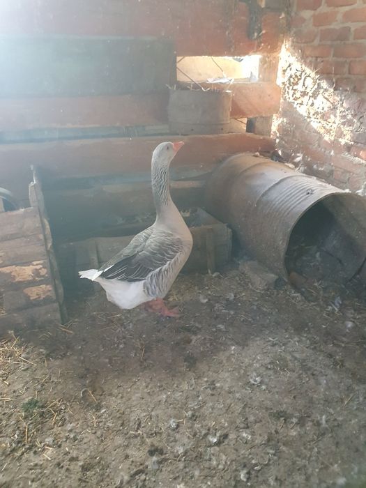 Гусак) гуси). Каз