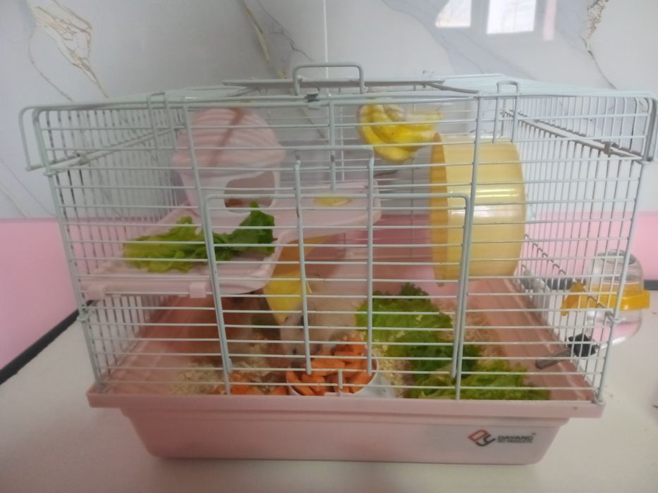 Хомяки ручные очень красивые