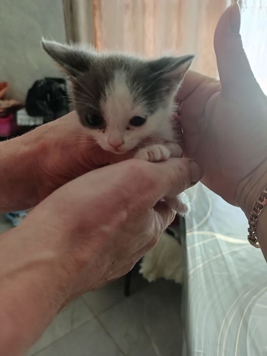 Котята бесплатно