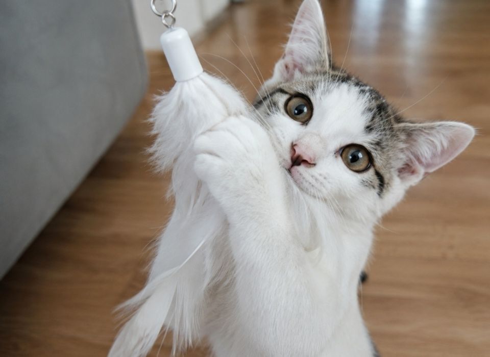 Котята мальчики в добрые руки! 3 месяца.