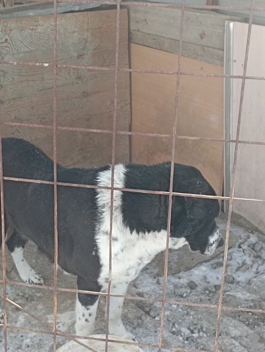 САО высшей масти