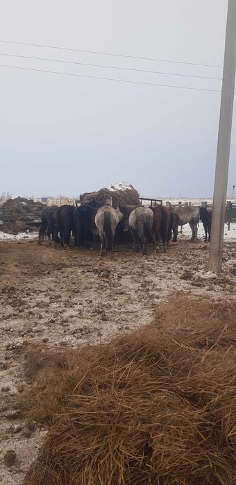 Продам орловских кобыл