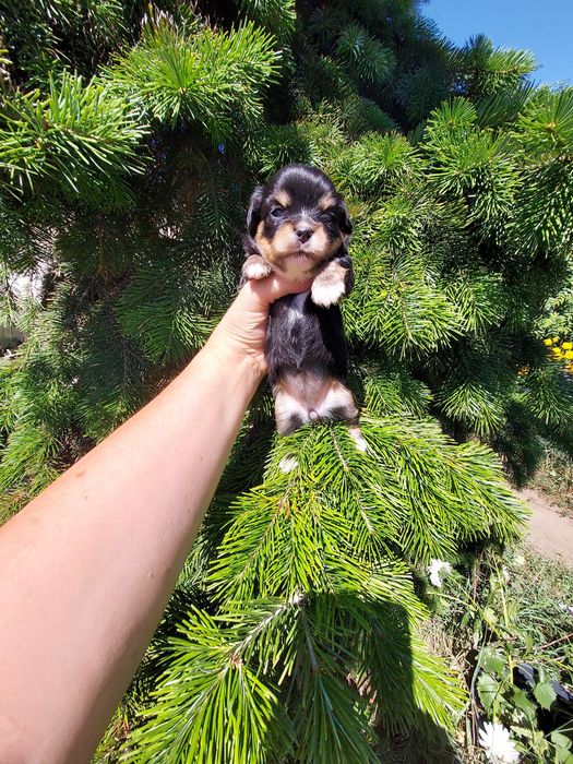 Продаю щенка чихуахуа
