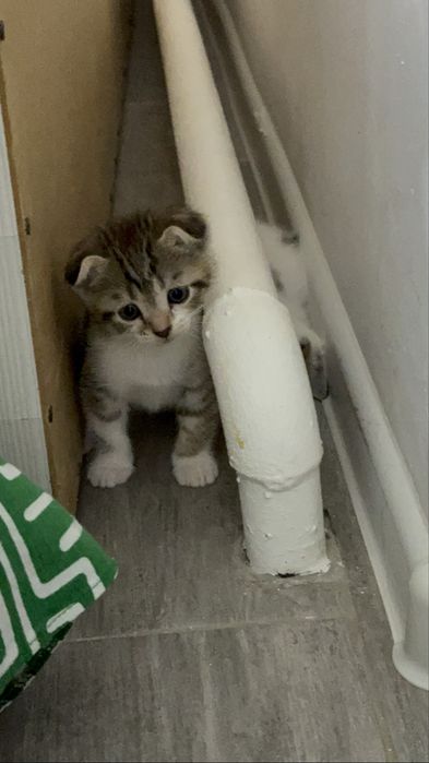Шотландский вислоухий котенок, скоттиш фолд, девочка