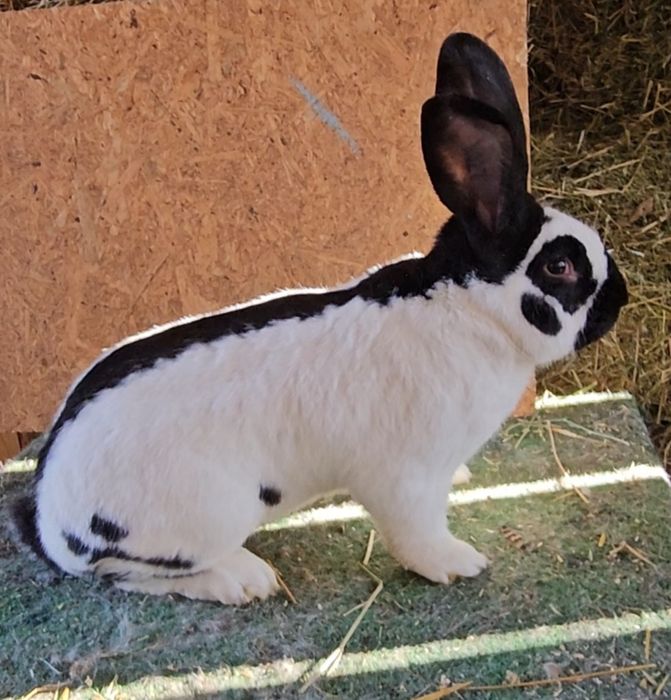 Mascul fluture german