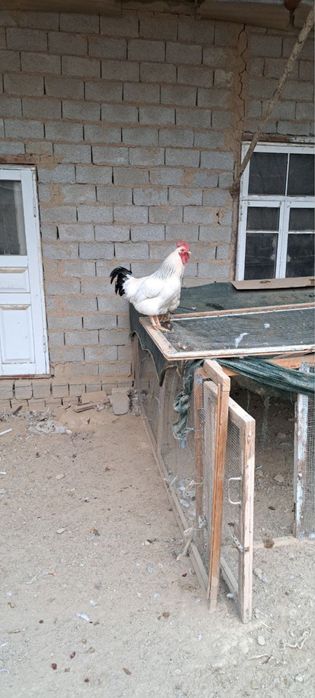 Адлер Серебристий Хороз Сотилади