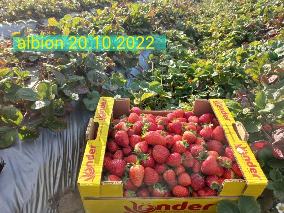 Stoloni capsuni Albion,soiuri anuale,zmeura remontanta