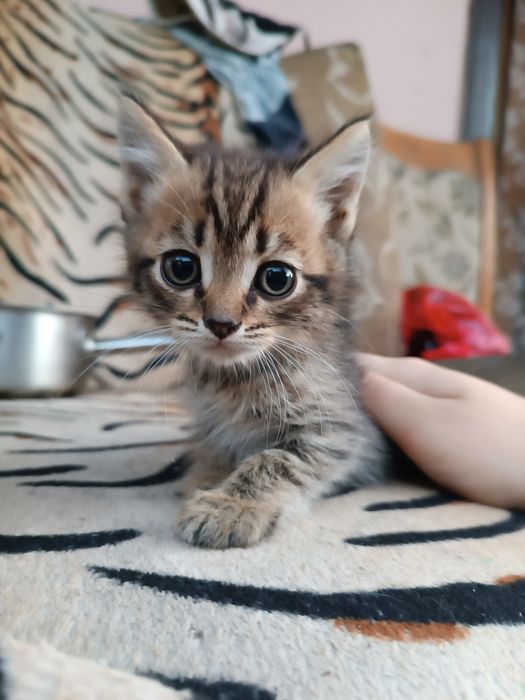 Котята скотиш фолд