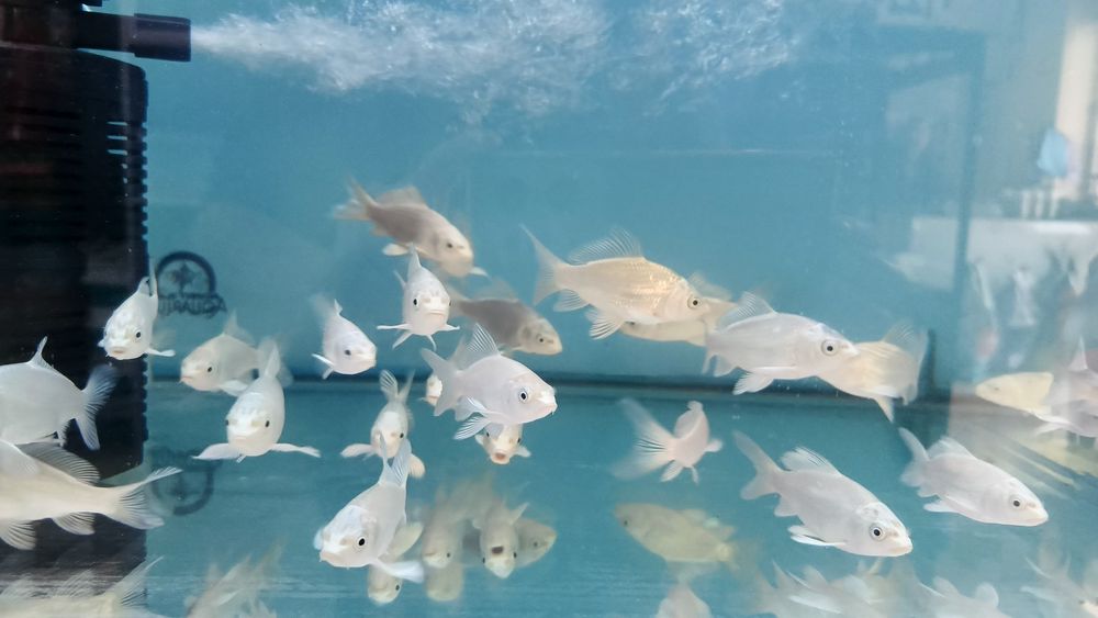 Продаётся аквариумные рыбки