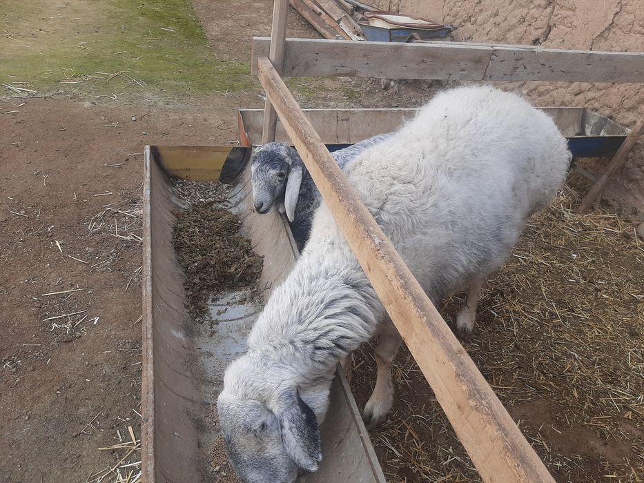 Ko'k ona bola Qirg'iziston qo'ylari