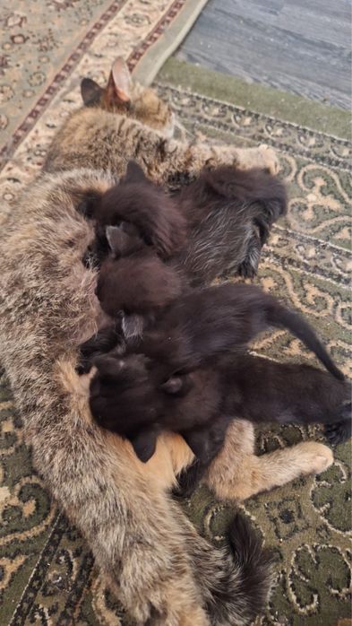 Отдаю котят в добрые руки