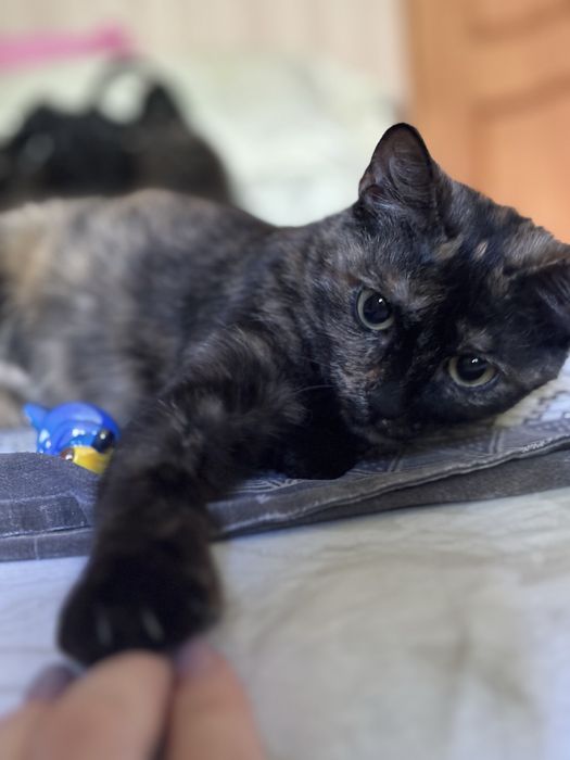 Ищу ласковой кошечке дом