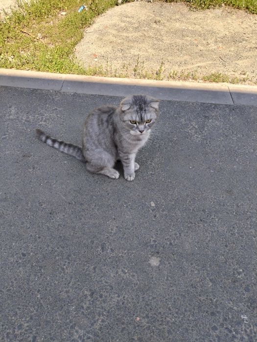 Отдам британца в добрые руки