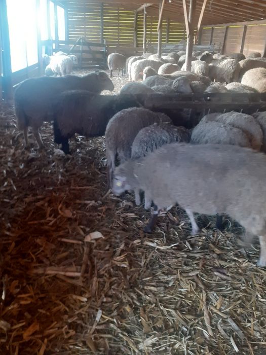 Oi de vânzare,chiar și pe alese