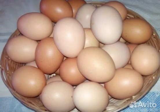 Яйца домашние  отличного качества