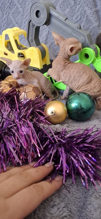 Донские котята малыши