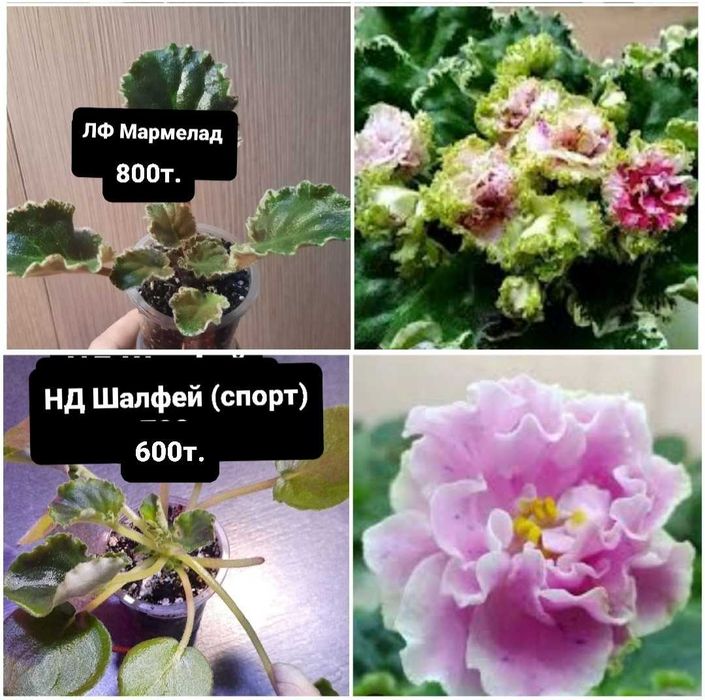 Продам детки сортовых фиалок