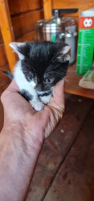 Pisicute de adoptat