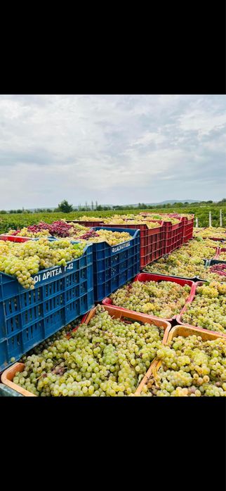 Vand struguri de vin Galati
