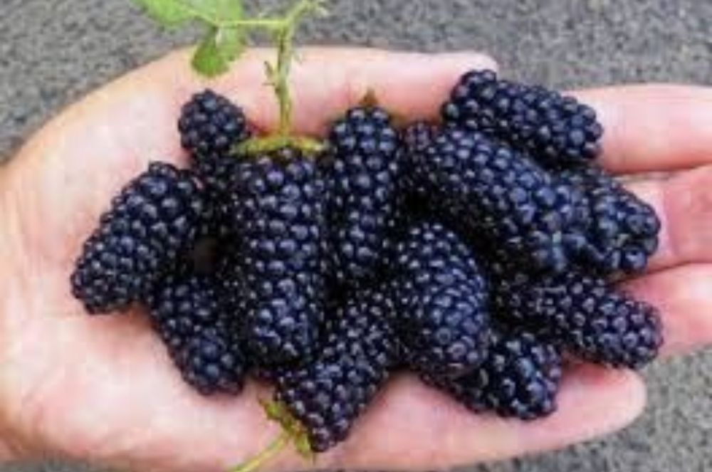 Куст чёрной ежемалины