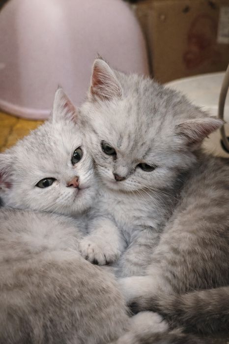 Шиншилла серебро котята