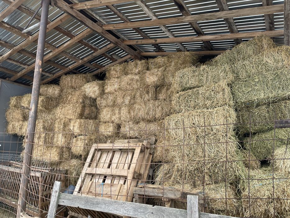 Dau la schimb 100 baloti