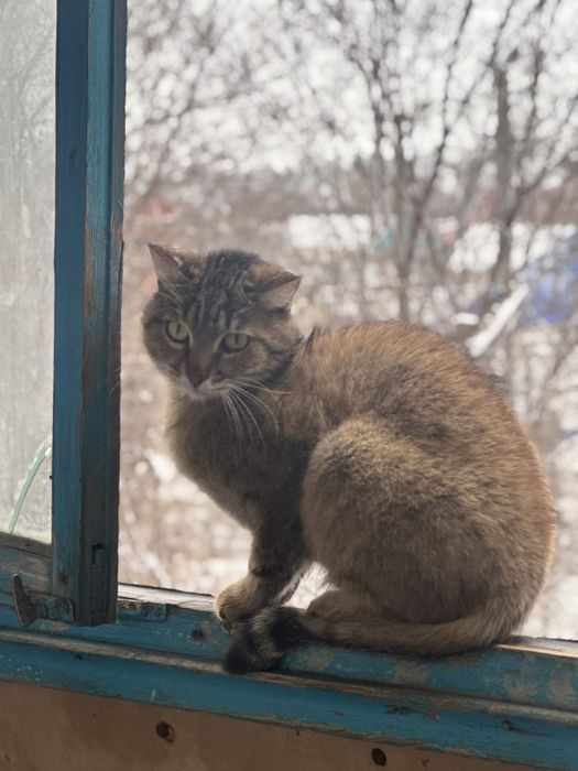 Отдам даром кота