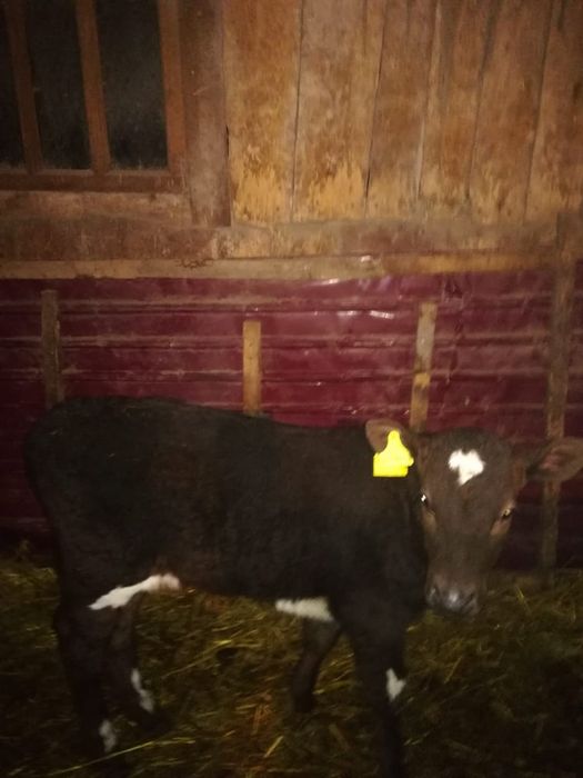 Продам тёлочку один месяц