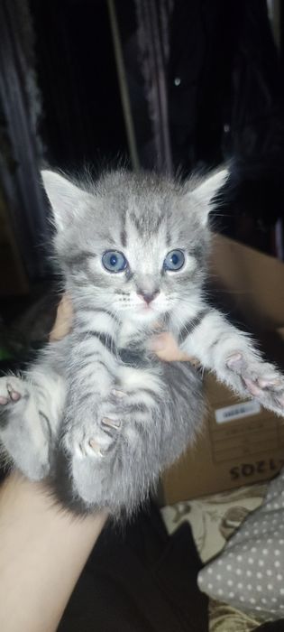 Котята бесплатно из охотничьих на мышей