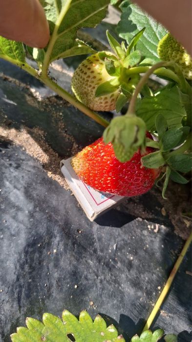 Саженцы клубники