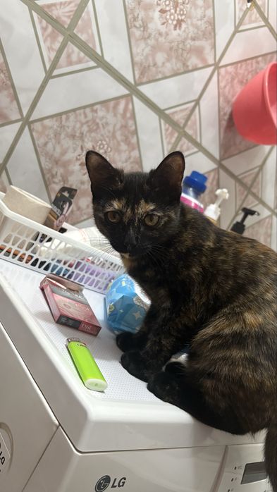 Отдам котенка срочно
