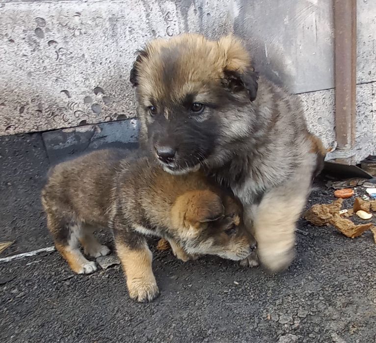 Отдам щенят в добрые руки