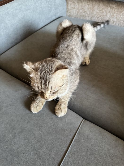 Кошка шотландская