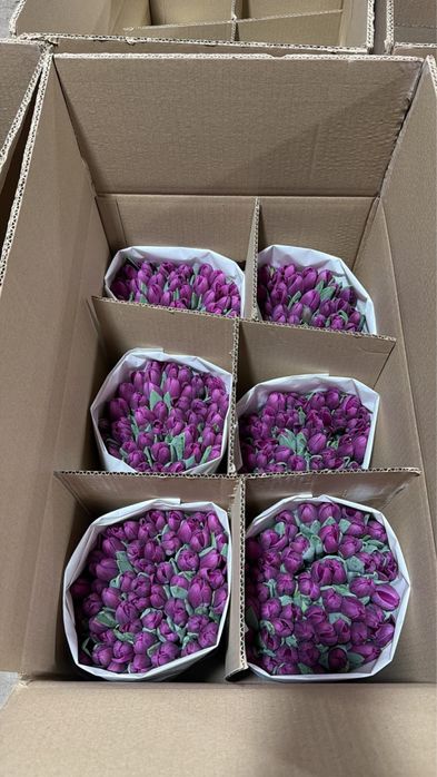 Тюльпаны оптом  | Низкие цены | Большие объёмы