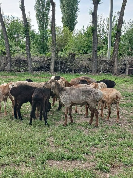 17 бас қошқар сатылады 2 ге толады