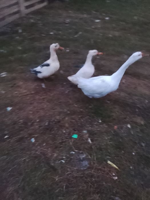 Vând sau schimb gâscan și o pereche de rațe