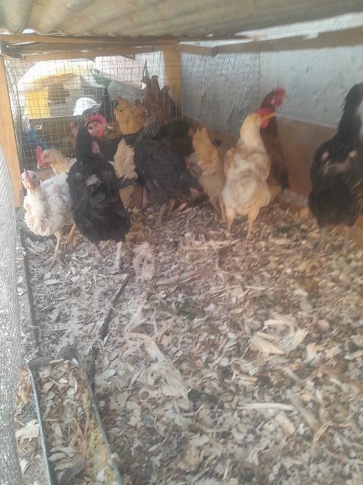 Tovuqlar sotiladi Tuxumda