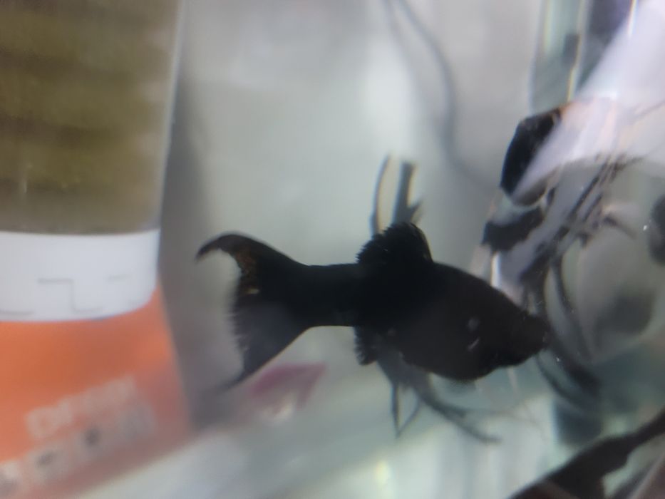 Akvarium baliqlari kotta razmerli arzon