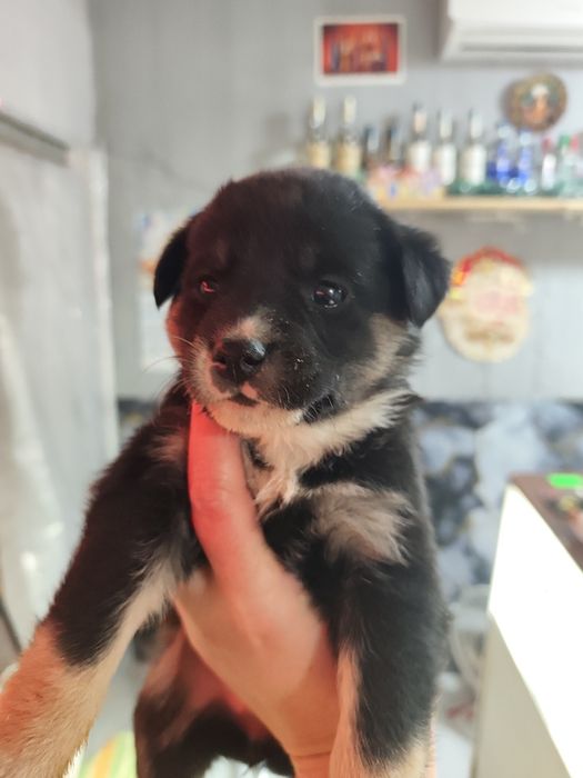 Ищут дом 2 девчонки!