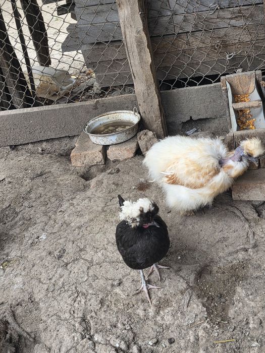 Vând găini de matase si australorp