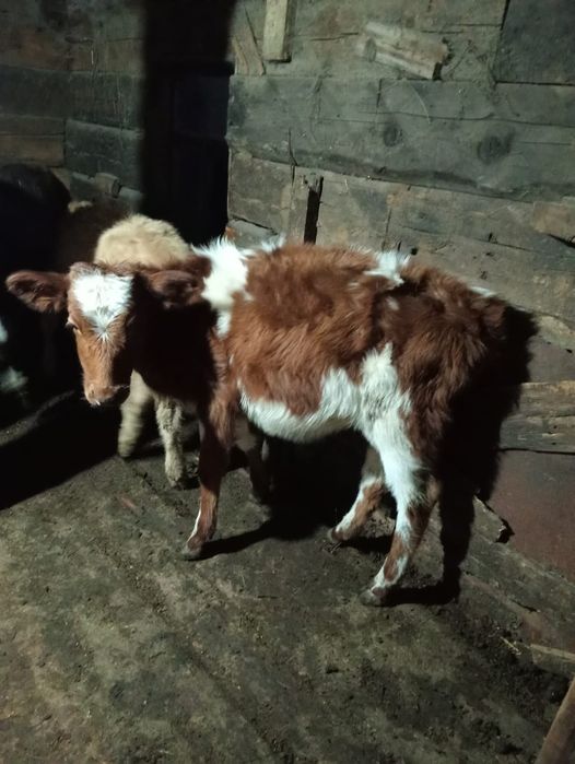 Продам 7голов бычок  оптом